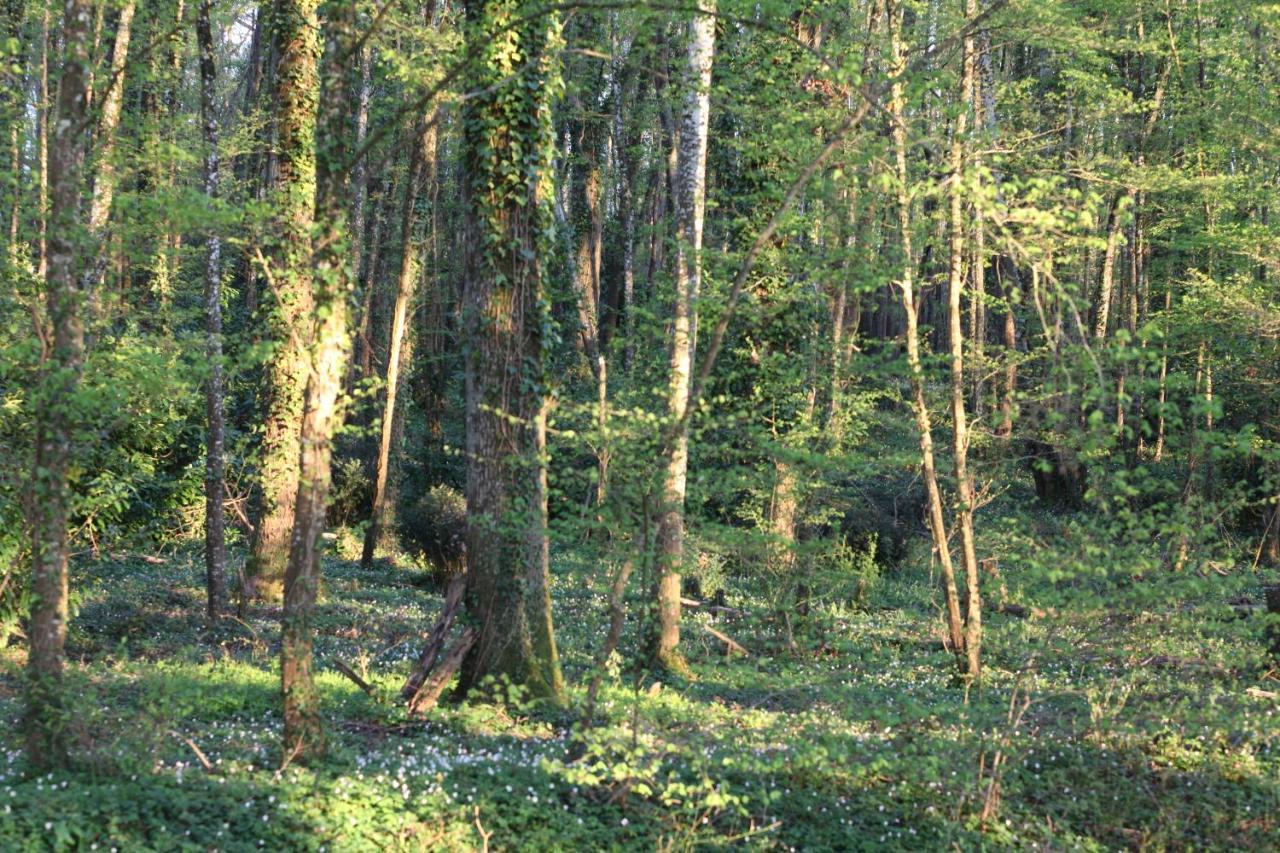 Fleurs De Brenne Gite Neuillé-le-Lierre エクステリア 写真