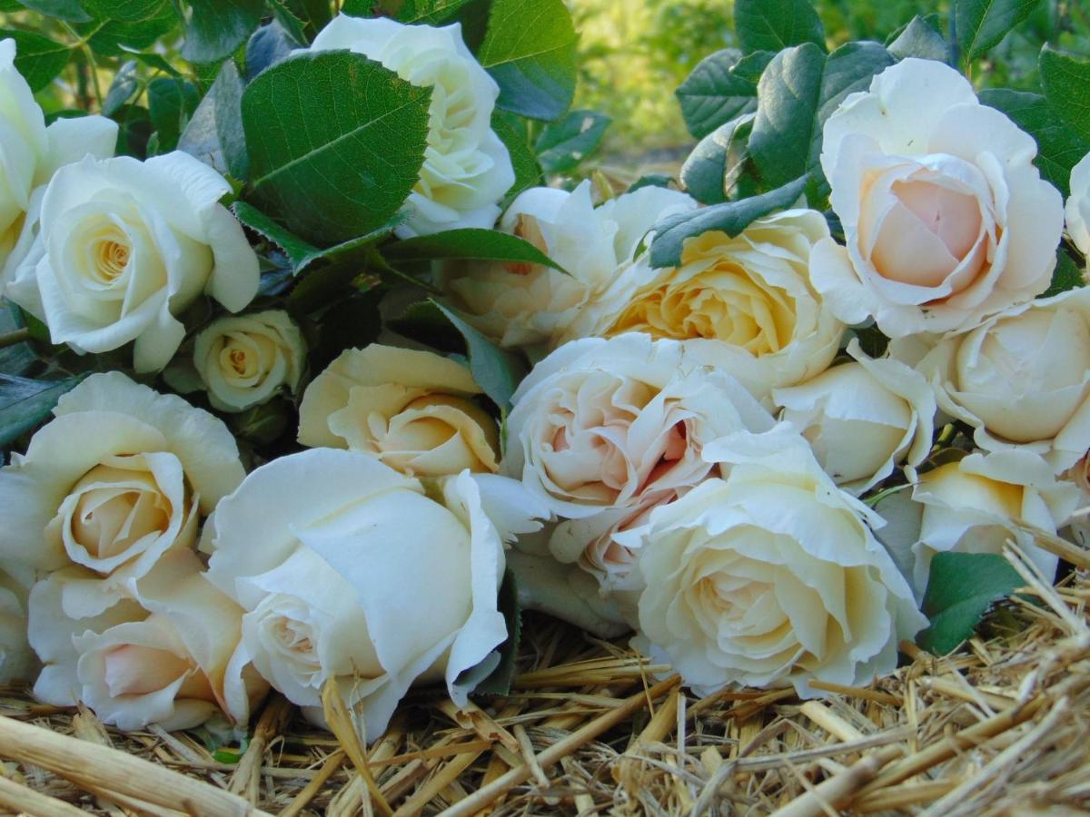 Fleurs De Brenne Gite Neuillé-le-Lierre エクステリア 写真