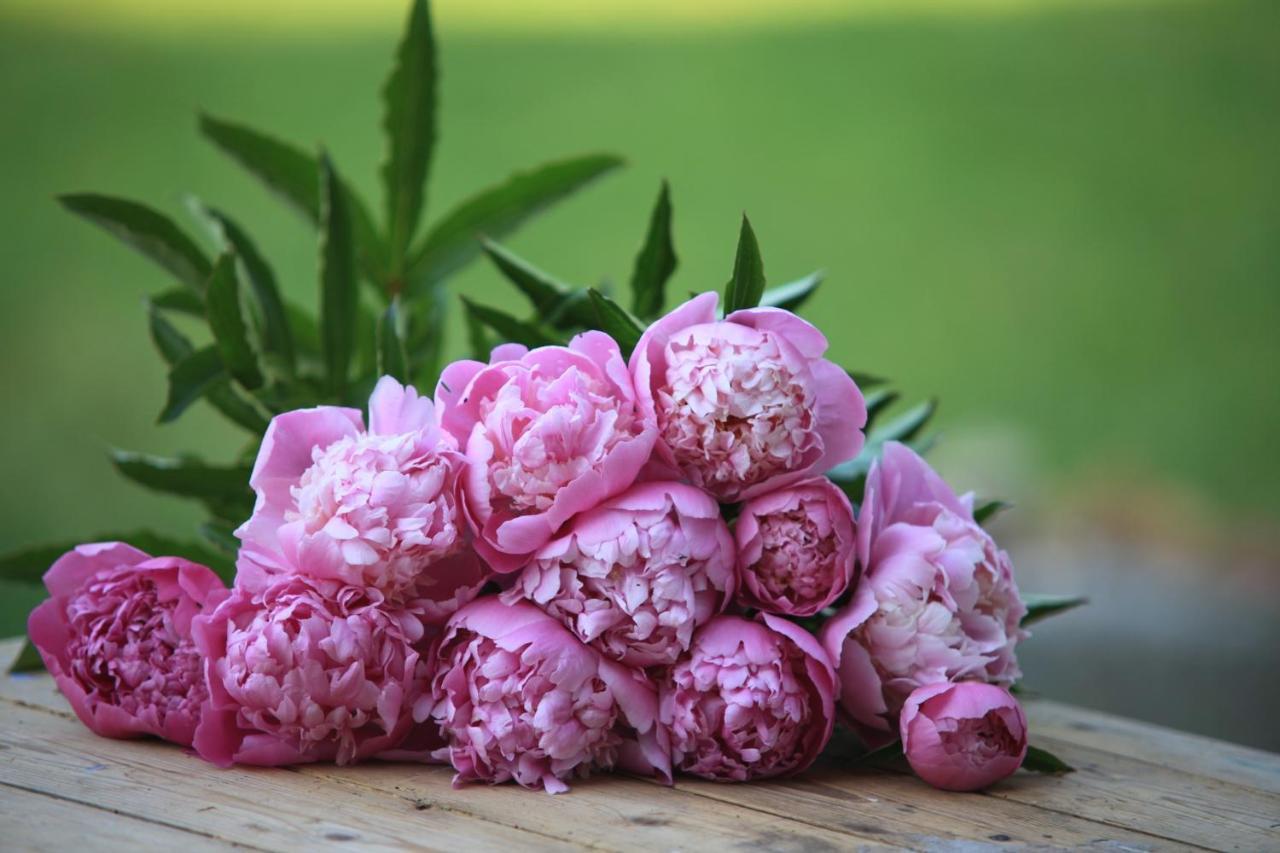 Fleurs De Brenne Gite Neuillé-le-Lierre エクステリア 写真